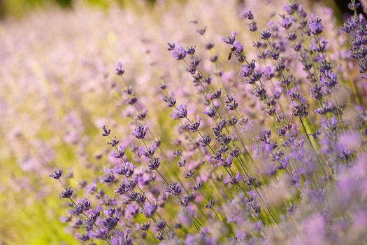 field lavender morning summer blur background. spring lavender background. flower background. shallow depth of field