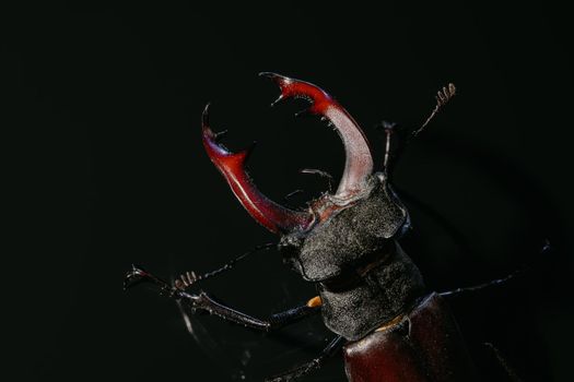 Beautiful insect listed in Red List, largest rare male stag in europe - Lucanus cervus. Horned beetle deer on black surface. Wildlife. Close up.