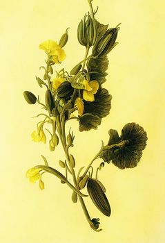 Artistic Illustration Of Yellow Sweet Pea Flowers