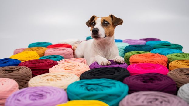 Close-up of Jack Russell Terrier dog among multi-colored cotton skeins.