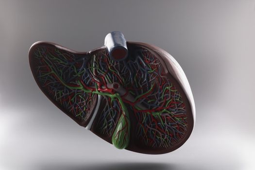 Plastic model of the liver in a section on a gray background