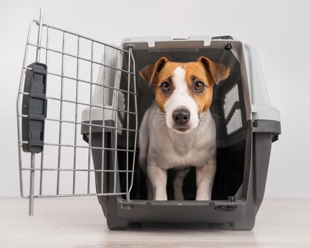 Jack Russell Terrier dog inside a travel box with open door.