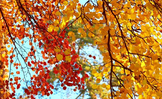 Autumn red gold branches with bright yellow orange leaves.