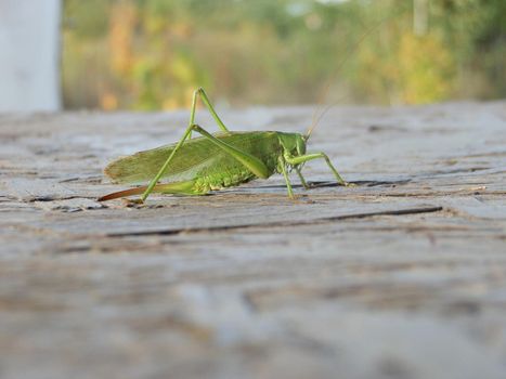 Large green grasshopper praying the  mantis
