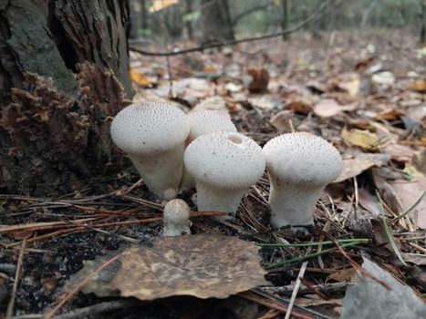 Mushrooms grown in a the autumn forest