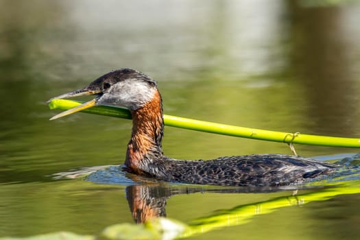 Grebe swimming with a lily pad.