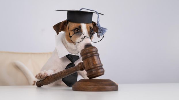Dog jack russell terrier dressed as a judge and holding a gavel on a white background.