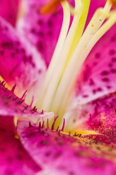 Extreme macro of lily.