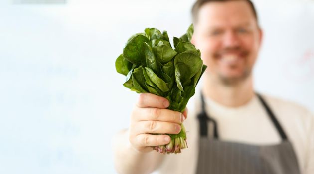 Cook in apron holds bunch of spinach lettuce and sorrel in hands