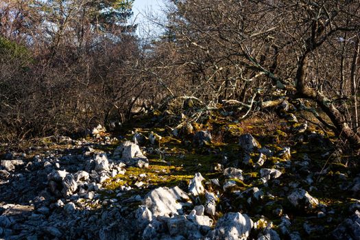 Rock and Trees in the Typical Karst Landscape, Trieste. Italy