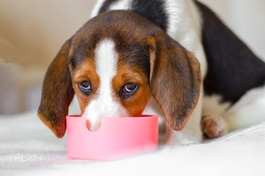 Beagle dog puppy eats food from bowl. Gaze is directed at camera