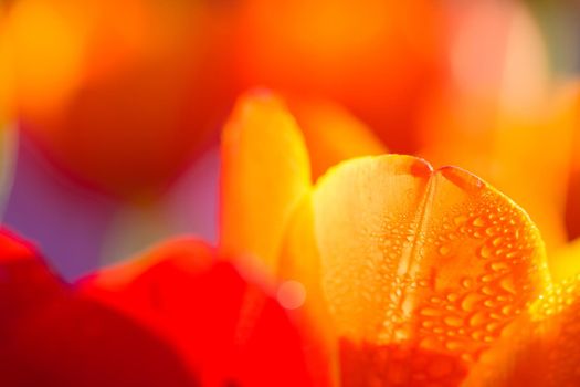 Orange Tulip flower in close up with raindrop