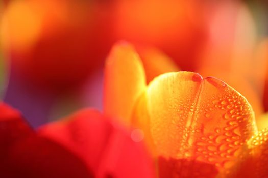 Orange red Tulip flower in macro with raindrop