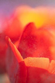 Red Tulip flower in close up