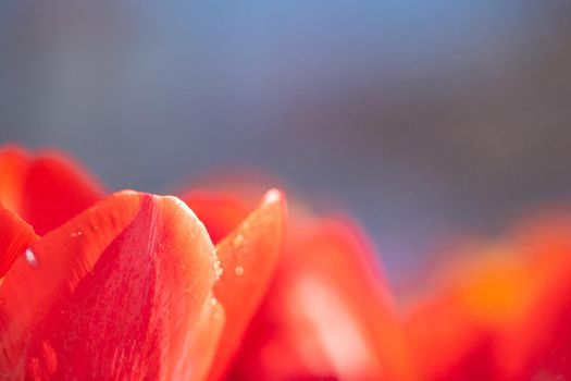 Red Tulip flower in close up with raindrop