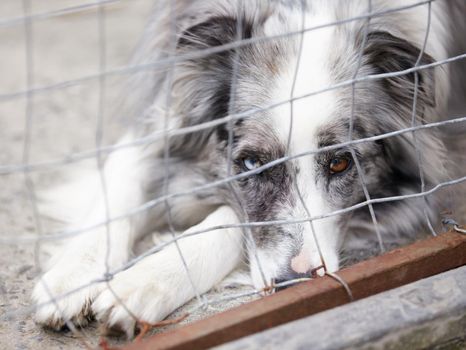 Its a dog-eat-dog world. A depressed dog with itamp039s head down looking at the camera through the bars of the cage.