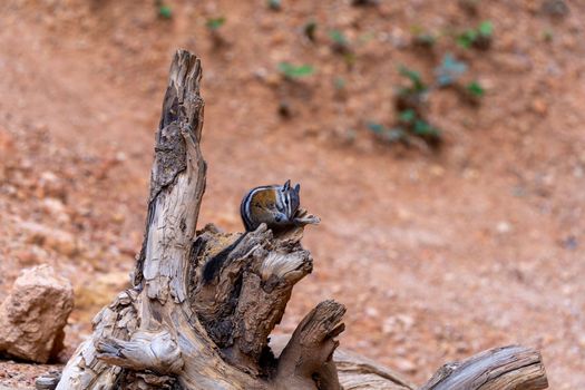 Cute Chipmunk cleaing itself on a stick in Bryce Canyon, USA