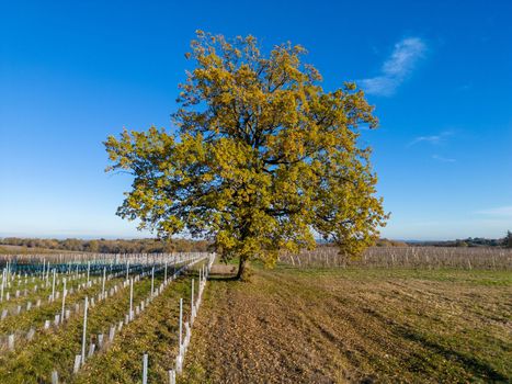 Beautiful tree, oak, Bordeaux vineyard over frost and smog and freeze in winter, landscape vineyard