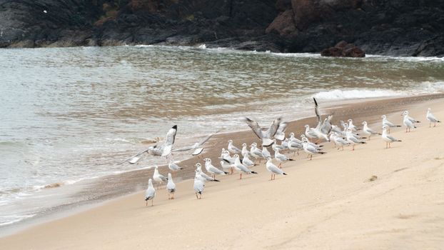 Flock of seagulls by the sea, birds