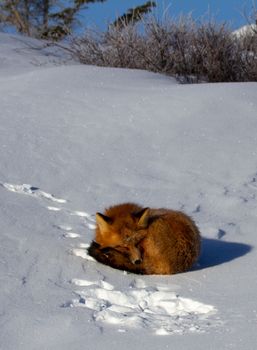 Red fox or Vulpes vulpes curled up in a snowbank near Churchill, Manitoba Canada