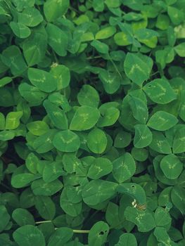 Clover leaves on a summer meadow. Background from plant clover four leaf. Irish traditional symbol.