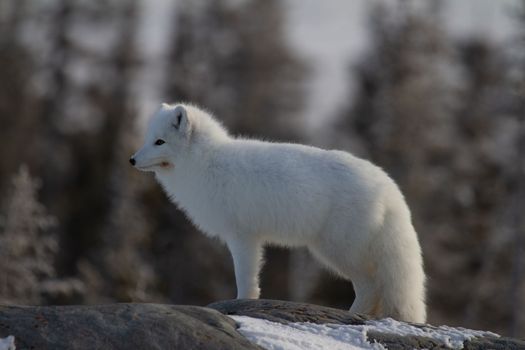Arctic fox or Vulpes Lagopus in white winter coat with trees in the background looking forward