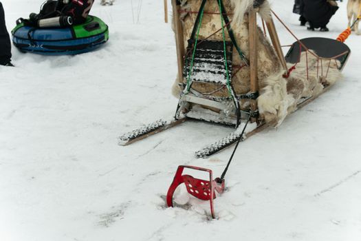snow cold white siberian sled nature canine husky alaska winter dog musher sleigh