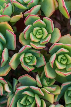 Background of green succulents rosettes