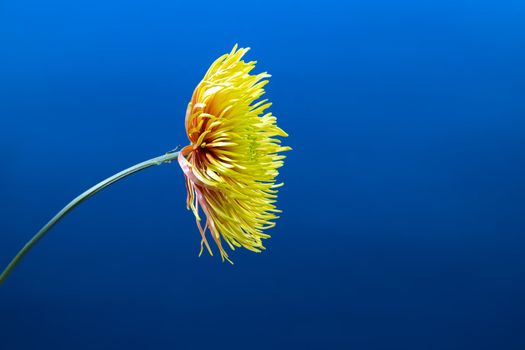 Yellow aster flower against deep blue vivid background. . Minimal spring concept.Aesthetic blooming.Space for text.
