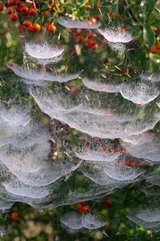 Complex tiered web on a bush with red berries