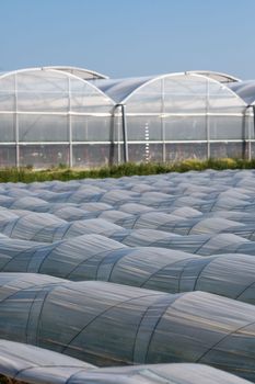 Farm plantation covered under agricultural plastic film tunnel rows, Create a greenhouse effect, Growing food, protecting plants from frost and wind.