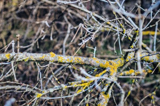 in the forest bare tree branches with yellow moss close-up