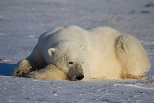 A polar bear lying down with paws stretched and taking a nap
