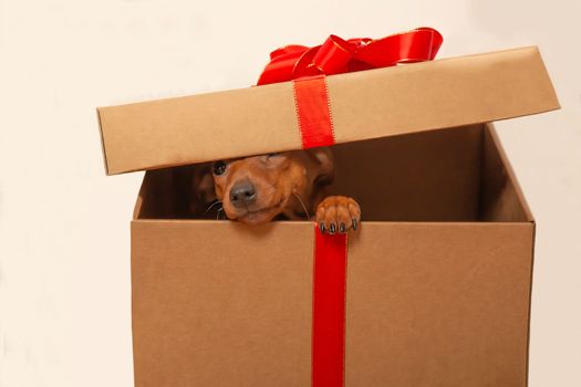 A curious Puppy sits in a gift box and sticks its nose out of the box.