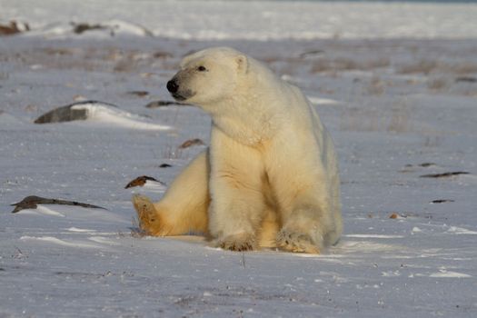 A polar bear, Ursus maritumus, sitting on snow among rocks and staring ahead, near Churchill, Manitoba