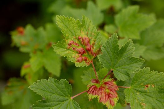 insect pests: gall aphid on redcurrant. damaged leaves