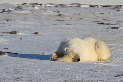 A polar bear lying down with paws stretched and taking a nap