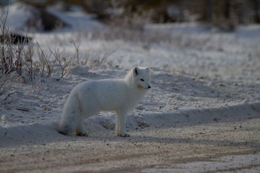 Arctic fox or Vulpes Lagopus standing on the side of a gravel road near Churchill, Manitoba
