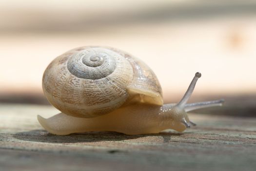 A brown garden snail on a wooden background