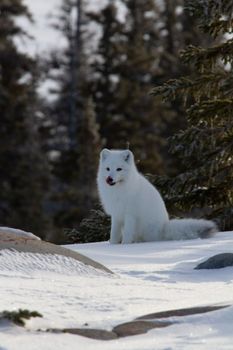 Arctic fox or Vulpes Lagopus looking around and getting ready for the next hunt while sitting on snow