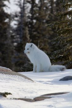 Arctic fox or Vulpes Lagopus ready for the next hunt while sitting on snow