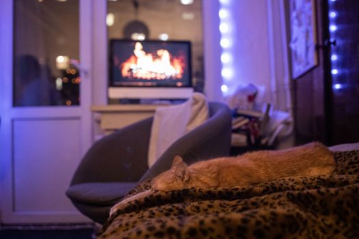 red cat lies on the sofa, against the background of a monitor with a fireplace, in beautiful evening lighting