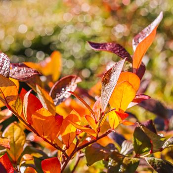 Red and yellow leaves on the branches of a shrub in the garden. Blurred autumn background
