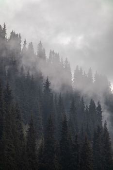 Coniferous forest on a hill in the autumn haze against the backdrop of fog