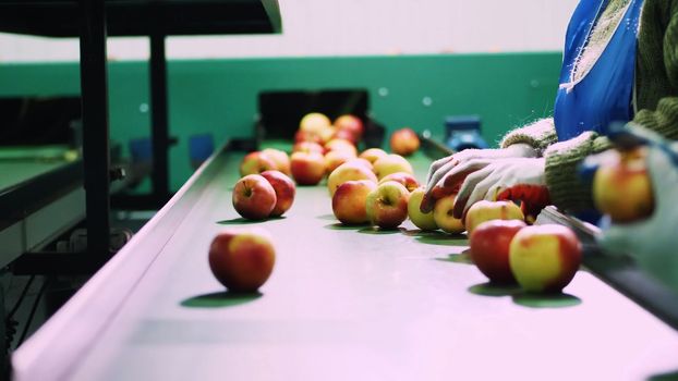 in an apple processing factory, workers in gloves sort apples. Ripe apples sorting by size and color, then packing. industrial production facilities in food industry