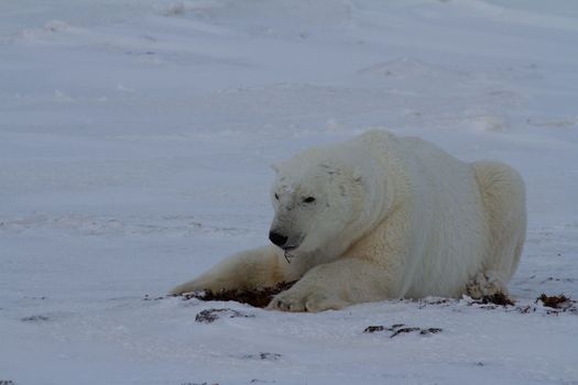 A polar bear or Ursus maritumus lying down with paws stretched out on snow