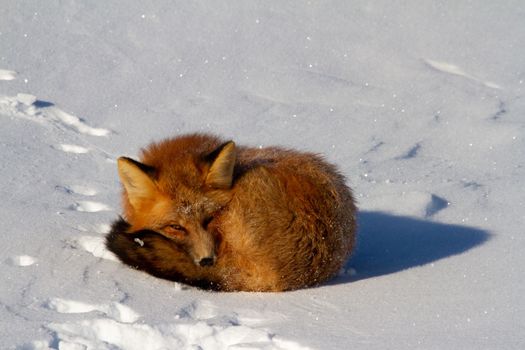 Red fox or Vulpes vulpes curled up in a snowbank near Churchill, Manitoba Canada