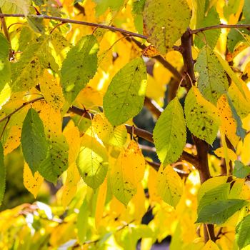 Bright colorful autumn leaves on a sweet cherry in sunlight. Autumn natural background