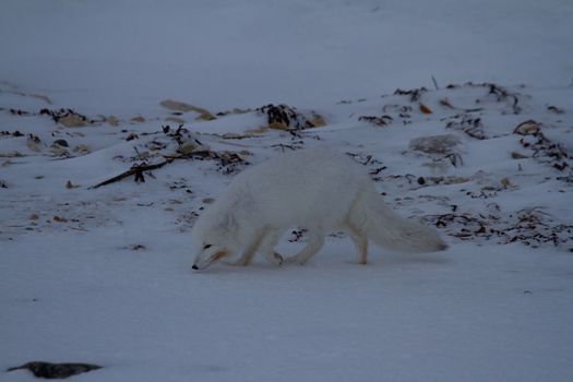 Arctic fox or Vulpes Lagopus sniffing the ground in a snowy scene