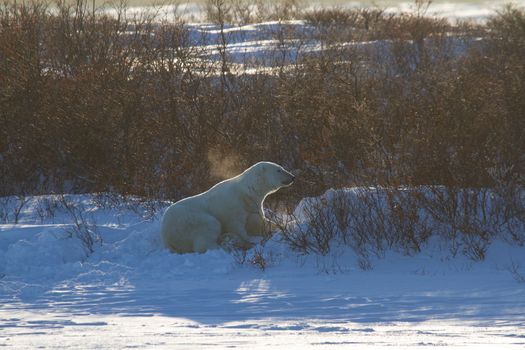 A polar bear shaking snow off with a second polar bear hiding behind willows